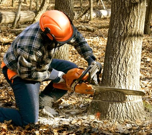 Tree Removal in Young Harris, GA